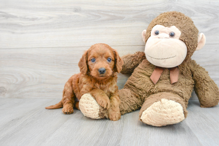 Little Golden Retriever Poodle Mix Puppy