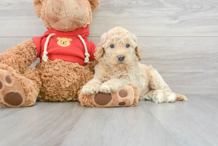 Meet George - our Mini Goldendoodle Puppy Photo 1/3 - Puppy Love PR Small Mini Goldendoodle Baby