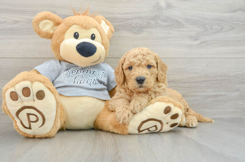 5 week old Mini Goldendoodle Puppy For Sale - Puppy Love PR