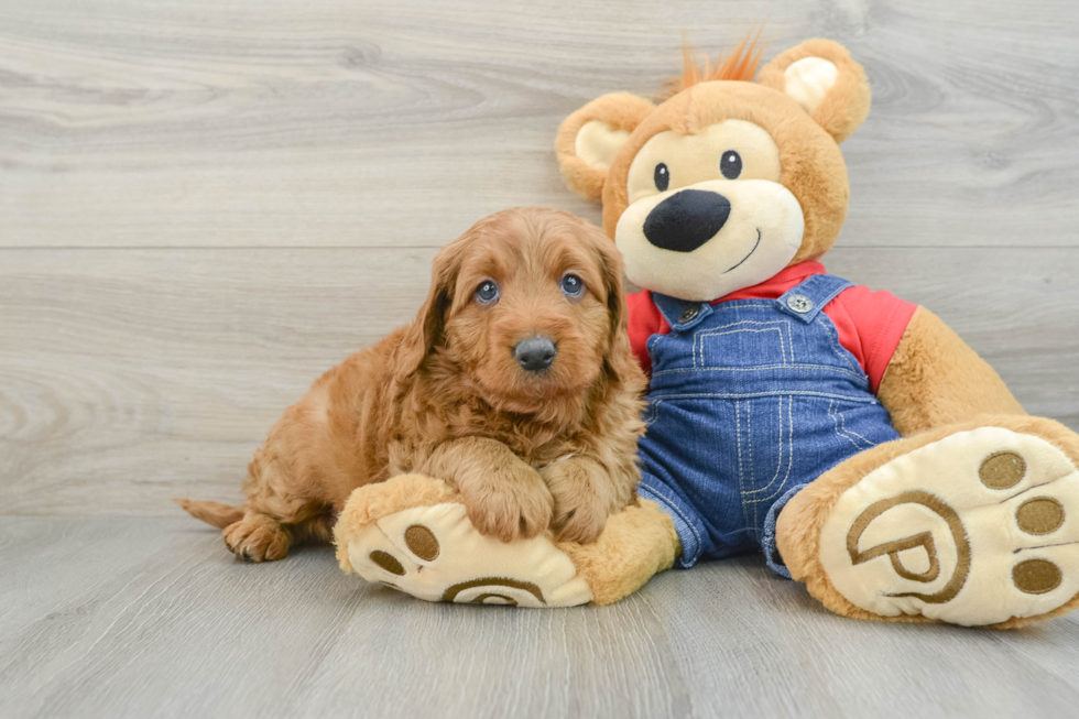 Petite Mini Goldendoodle Poodle Mix Pup