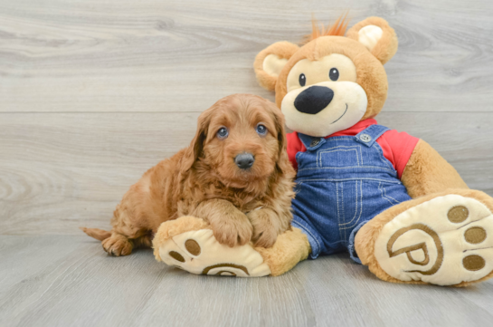 Petite Mini Goldendoodle Poodle Mix Pup