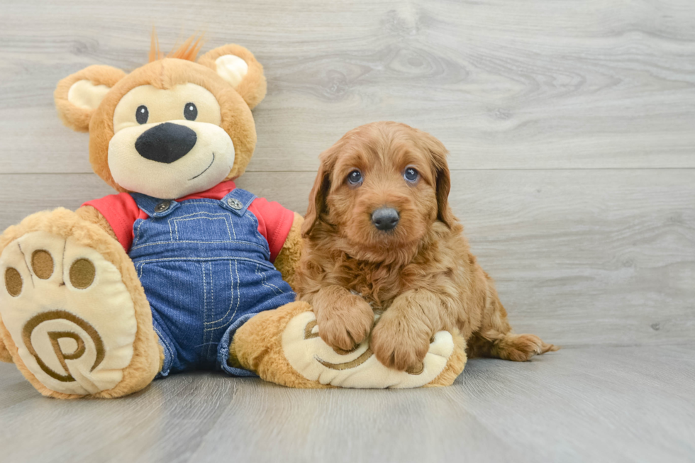 Mini Goldendoodle Puppy for Adoption