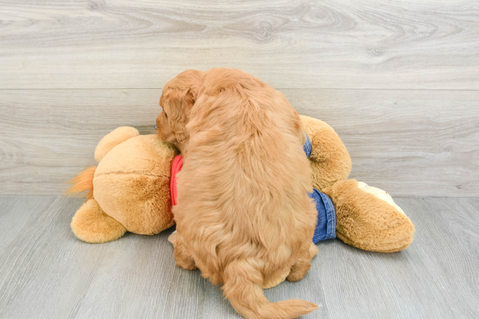 Mini Goldendoodle Puppy for Adoption