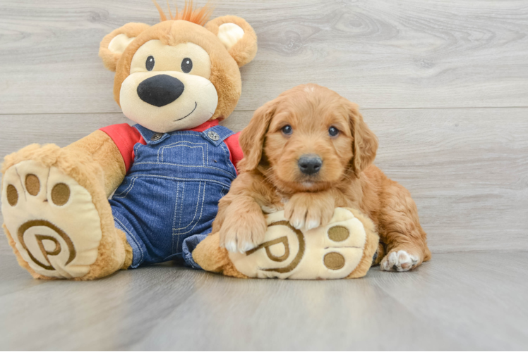 Meet George - our Mini Goldendoodle Puppy Photo 1/3 - Puppy Love PR Smart Mini Goldendoodle Poodle Mix Pup