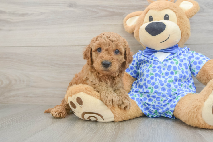 Mini Goldendoodle Pup Being Cute