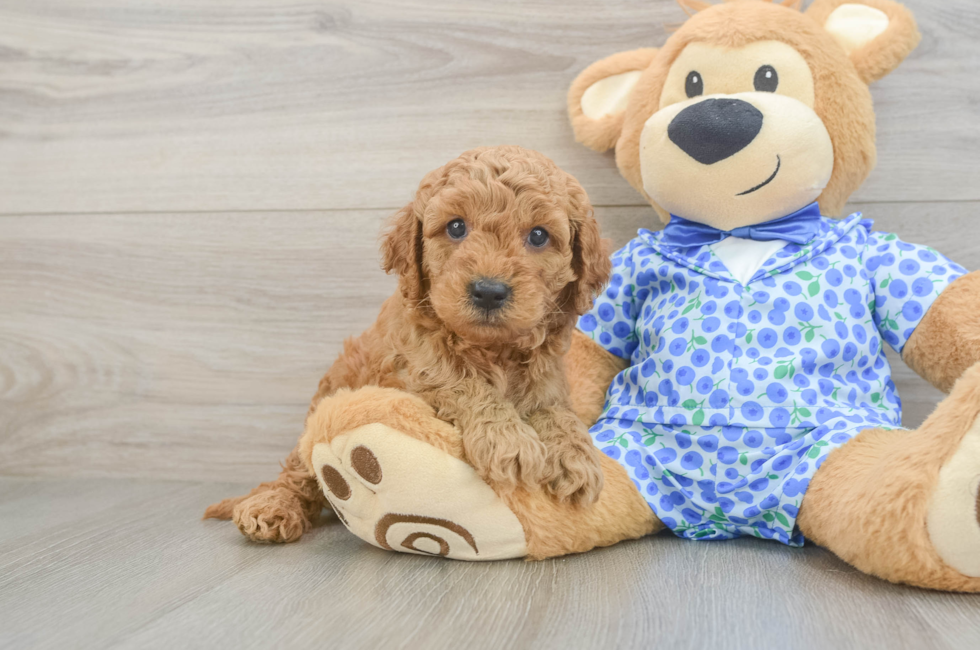 5 week old Mini Goldendoodle Puppy For Sale - Puppy Love PR