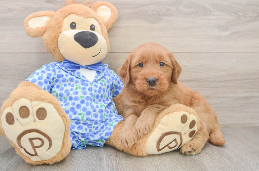 6 week old Mini Goldendoodle Puppy For Sale - Puppy Love PR