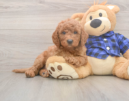 5 week old Mini Goldendoodle Puppy For Sale - Puppy Love PR