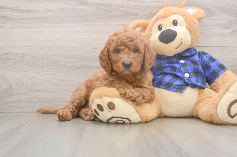 6 week old Mini Goldendoodle Puppy For Sale - Puppy Love PR