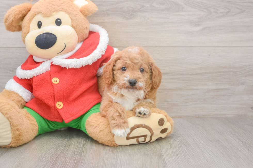 5 week old Mini Goldendoodle Puppy For Sale - Puppy Love PR