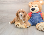 7 week old Mini Goldendoodle Puppy For Sale - Puppy Love PR