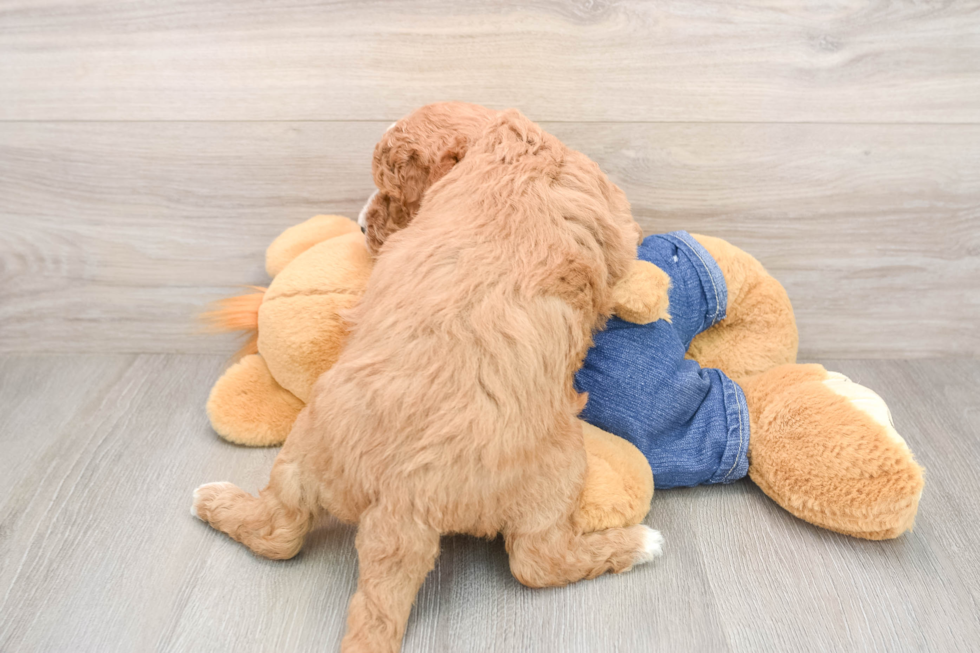 Cute Mini Goldendoodle Baby