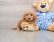 6 week old Mini Goldendoodle Puppy For Sale - Puppy Love PR