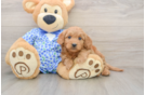 Mini Goldendoodle Pup Being Cute