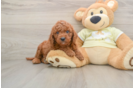Mini Goldendoodle Puppy for Adoption