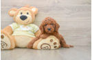 Best Mini Goldendoodle Baby