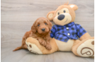 Mini Goldendoodle Pup Being Cute