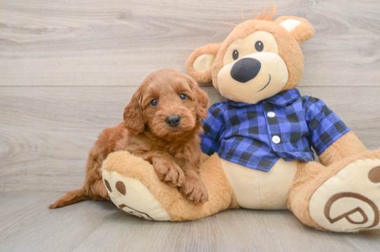 Mini Goldendoodle Pup Being Cute