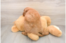 Smart Mini Goldendoodle Poodle Mix Pup