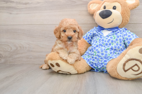 Happy Mini Goldendoodle Baby