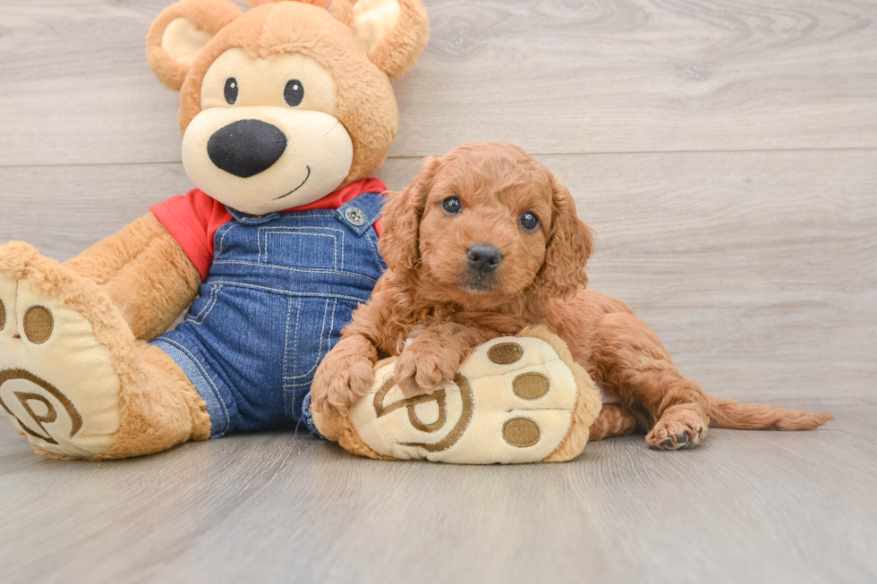 Petite Mini Goldendoodle Poodle Mix Pup