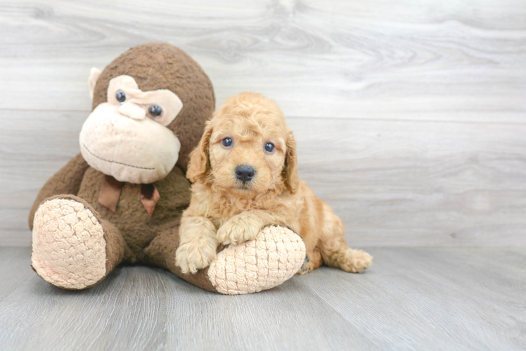 Mini Goldendoodle Pup Being Cute