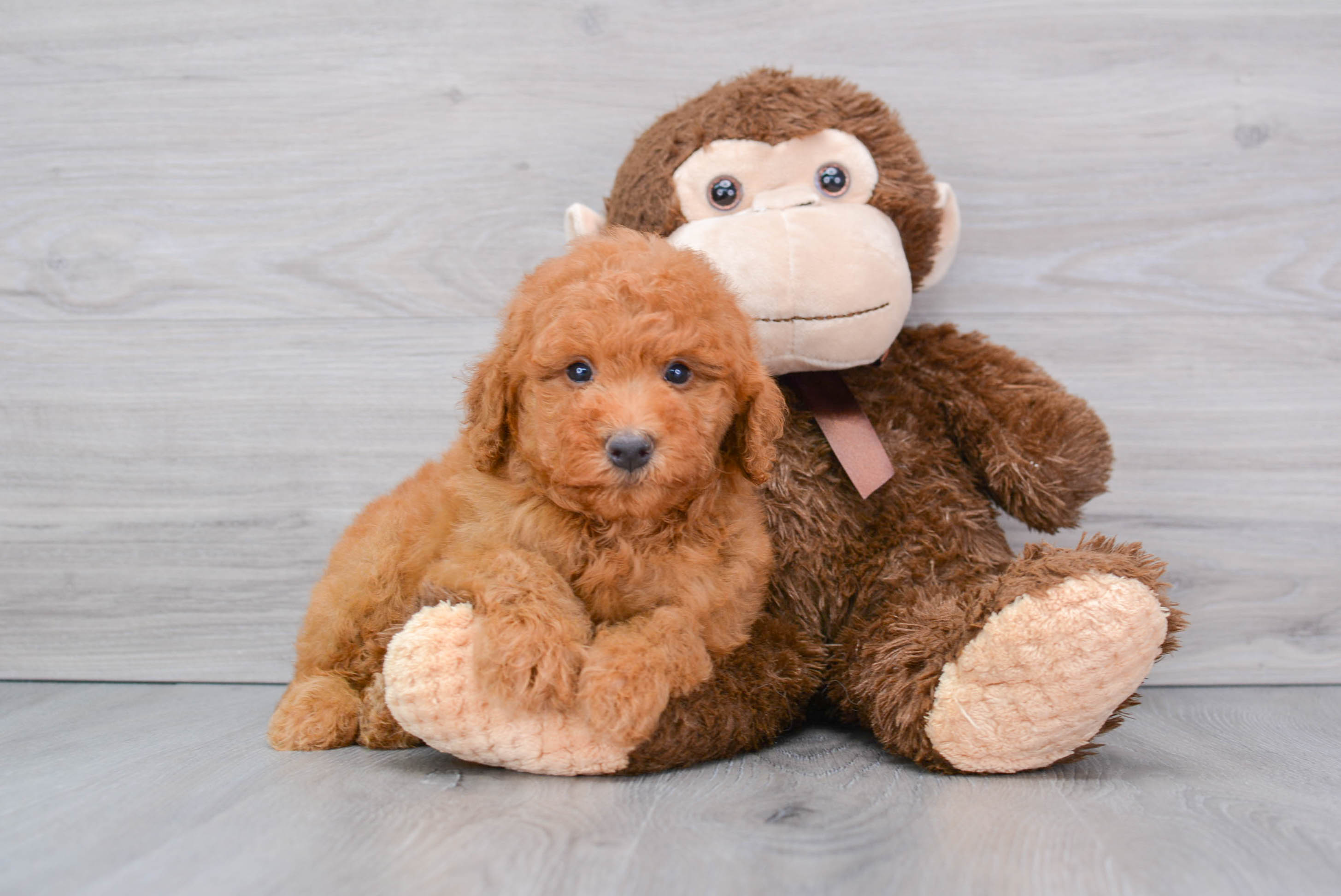 Cute Golden Retriever Poodle Mix Puppy