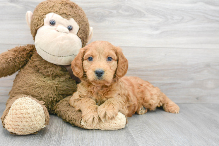 Meet George - our Mini Goldendoodle Puppy Photo 1/3 - Puppy Love PR Sweet Mini Goldendoodle Baby
