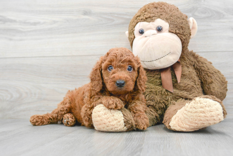 Small Mini Goldendoodle Baby