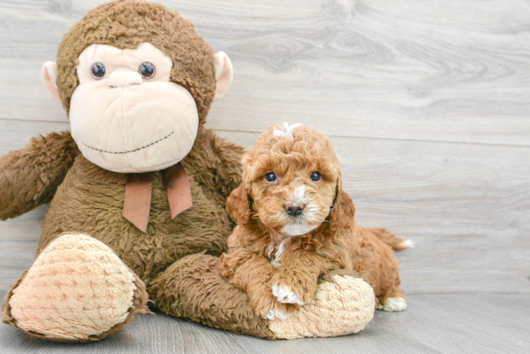 Meet Gigi - our Mini Goldendoodle Puppy Photo 1/3 - Puppy Love PR Mini Goldendoodle Puppy for Adoption