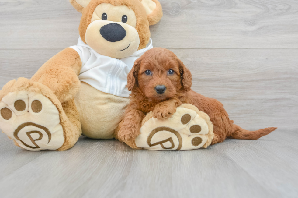 5 week old Mini Goldendoodle Puppy For Sale - Puppy Love PR