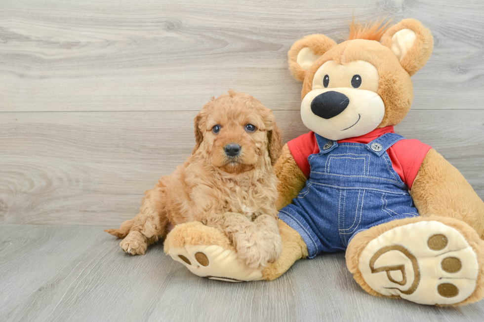 Mini Goldendoodle Pup Being Cute