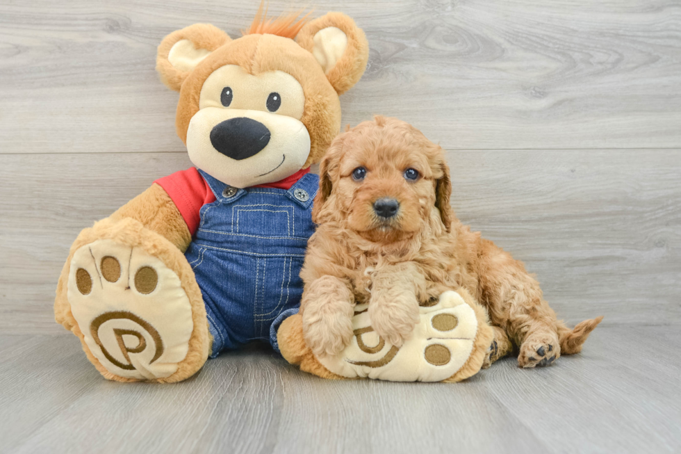 Best Mini Goldendoodle Baby