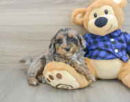 8 week old Mini Goldendoodle Puppy For Sale - Puppy Love PR