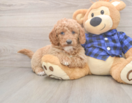 7 week old Mini Goldendoodle Puppy For Sale - Puppy Love PR