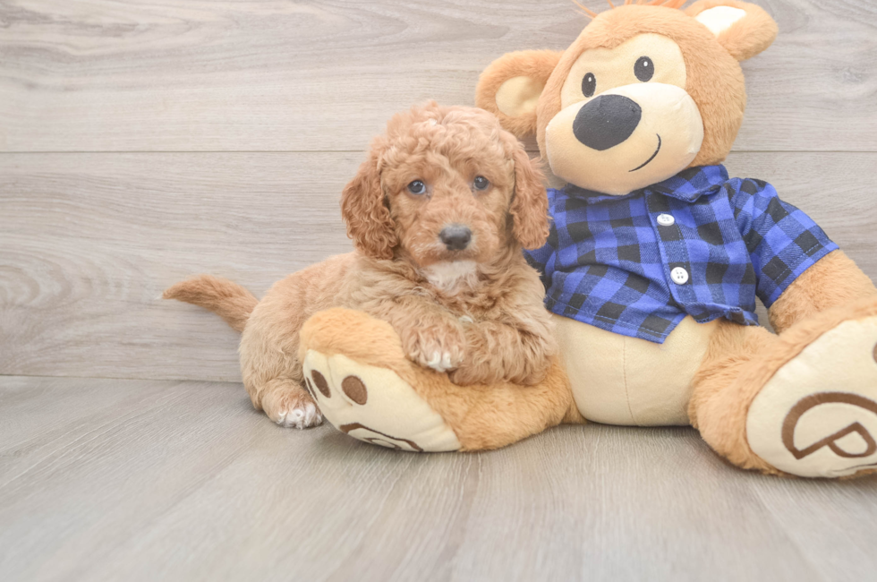 6 week old Mini Goldendoodle Puppy For Sale - Puppy Love PR