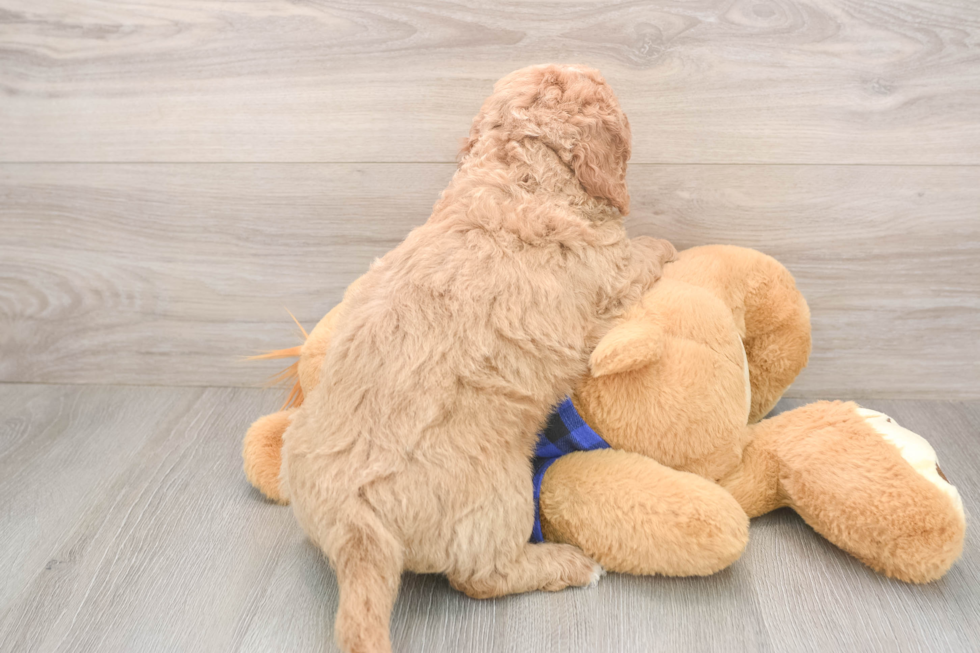 Little Mini Goldenpoo Poodle Mix Puppy