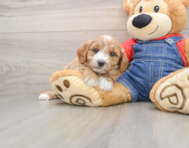 8 week old Mini Goldendoodle Puppy For Sale - Puppy Love PR