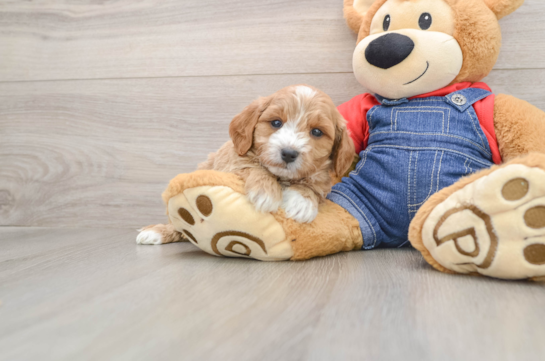 Adorable Golden Retriever Poodle Mix Poodle Mix Puppy