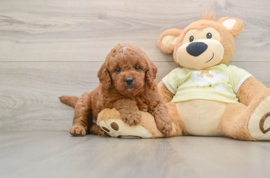 Energetic Golden Doodle Poodle Mix Puppy