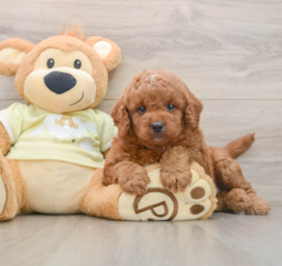 8 week old Mini Goldendoodle Puppy For Sale - Puppy Love PR