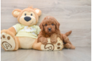 Sweet Mini Goldendoodle Baby