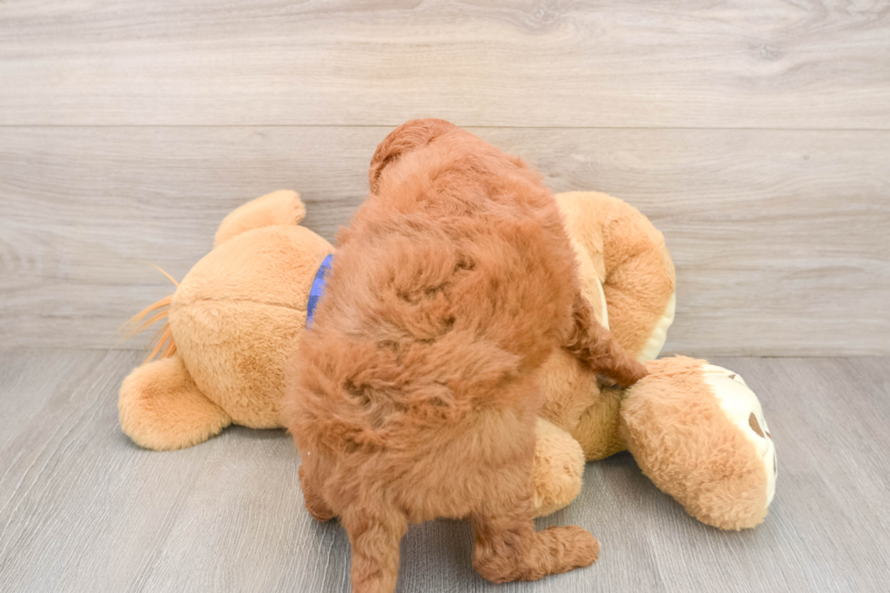 Best Mini Goldendoodle Baby