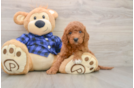 Best Mini Goldendoodle Baby