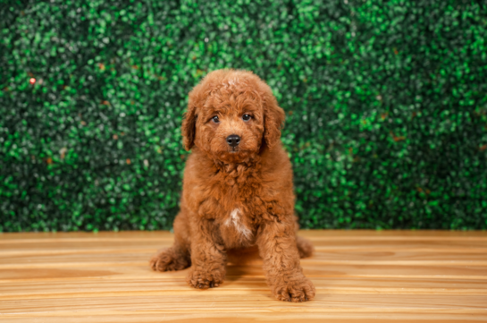 Mini Goldendoodle Pup Being Cute