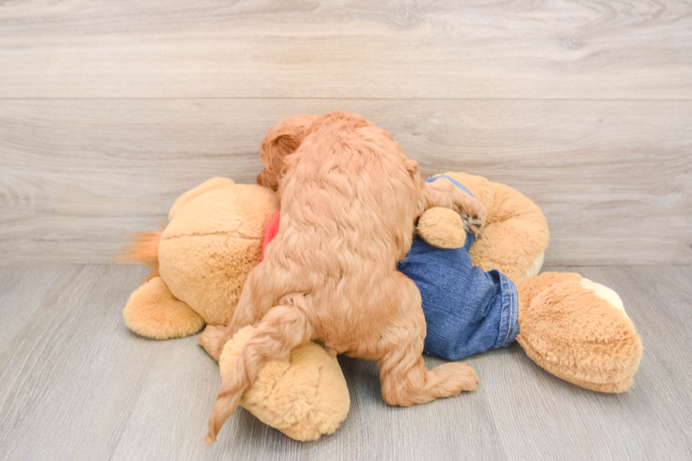 Happy Mini Goldendoodle Baby