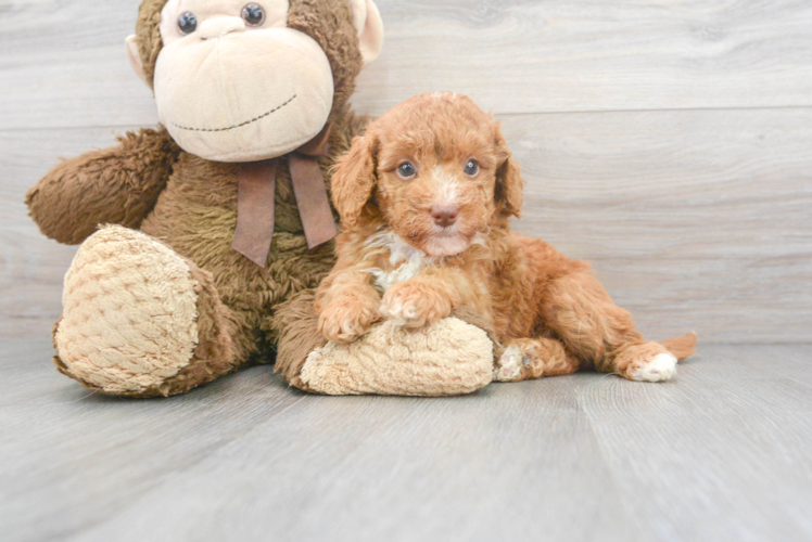 Meet Gigi - our Mini Goldendoodle Puppy Photo 1/2 - Puppy Love PR Best Mini Goldendoodle Baby