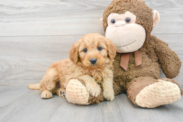 Adorable Golden Retriever Poodle Mix Puppy