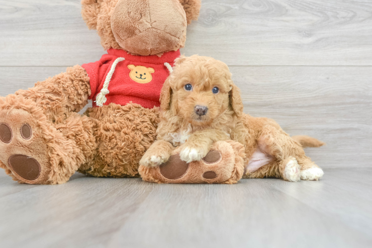 Meet Gilman - our Mini Goldendoodle Puppy Photo 1/3 - Puppy Love PR Smart Mini Goldendoodle Poodle Mix Pup