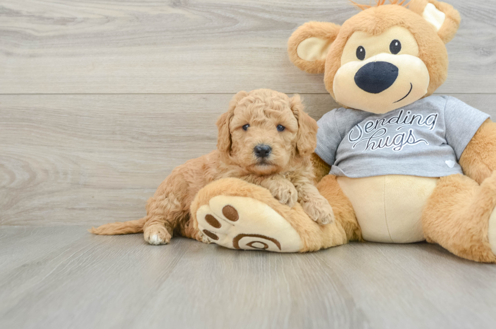 5 week old Mini Goldendoodle Puppy For Sale - Puppy Love PR